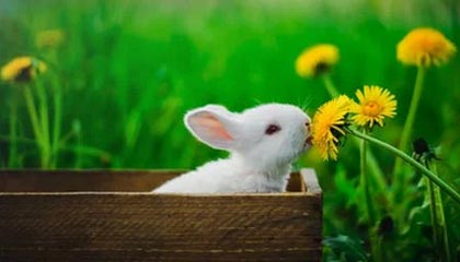 意甲-图拉姆邓弗里斯各入2球 国米4-3逆转科莫